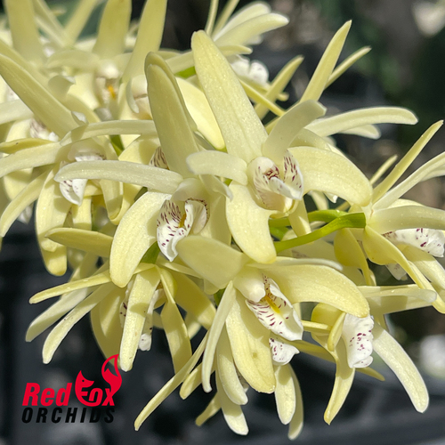 Dendrobium speciosum var. (pedunculatum 'Herberton' x curvicaule 'Daylight Moon')