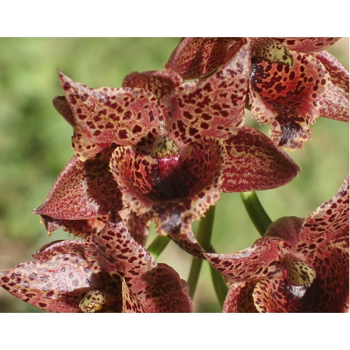 Clowesia Grace Dunn 'Live Oak' HCC/AOS X Morm. ignea 'Orange Blaze'