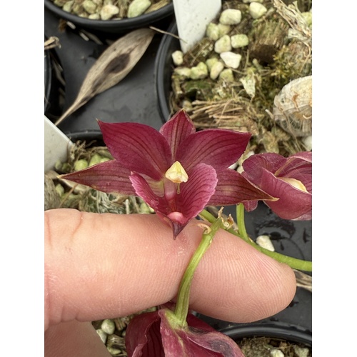 Clowesia Grace Dunn 'Live Oak' HCC/AOS X Morm. Jumbo Bacia 'SVO' AM/AOS