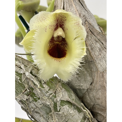 Clowesia warczewitzii 'SVO' X Ctsm. Orchidglade 'Davie Ranches' AM/AOS