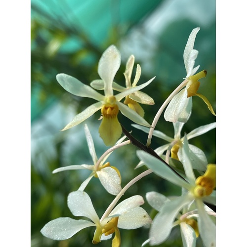Holcoglossum subulifolium x Vanda Miniata
