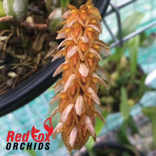 Bulbophyllum allenkerrii