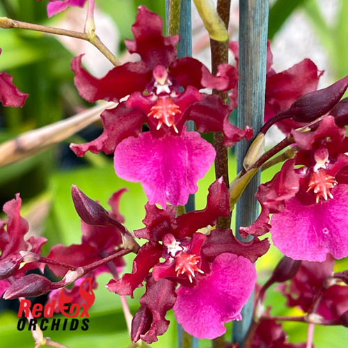 Oncidium Sharry Baby 'Red Fantasy'