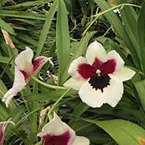 Miltoniopsis Banana Fandango 'Faded Memories'