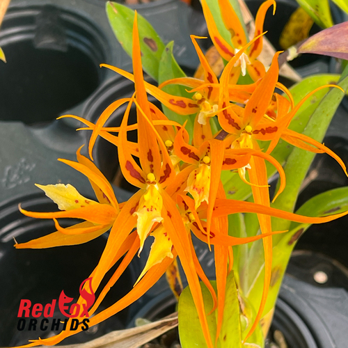 Brassia Orange Delight 'Hilo Sunrise'