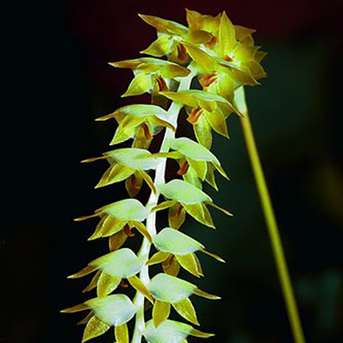 Dendrochilum macranthum