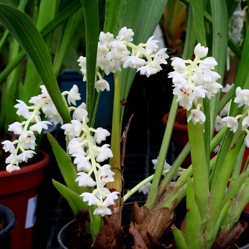 Eria hyacinthoides