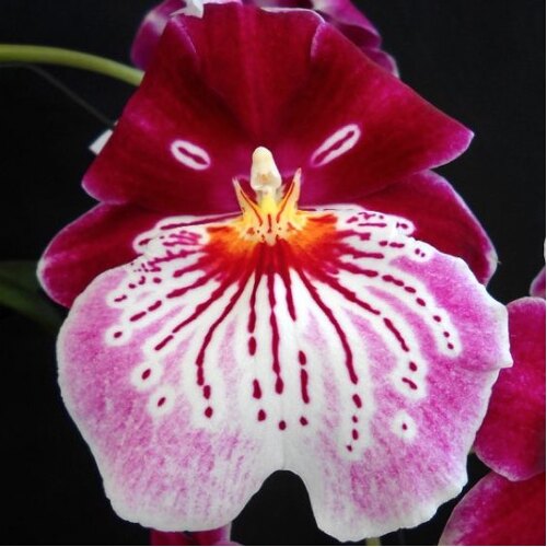 Miltoniopsis Breathless 'Brilliant'