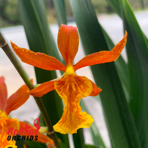 Odontocidium Piquant 'Stanze'