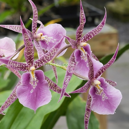 Miltassia Charles M. Fitch ‘Izumi’