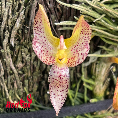 Bulbophyllum baileyi x macranthum