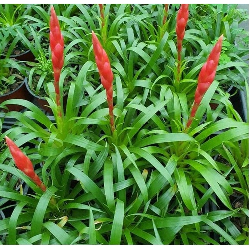 Vriesea Astrid