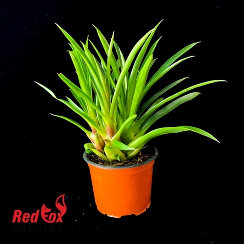 Vriesea Pinkert