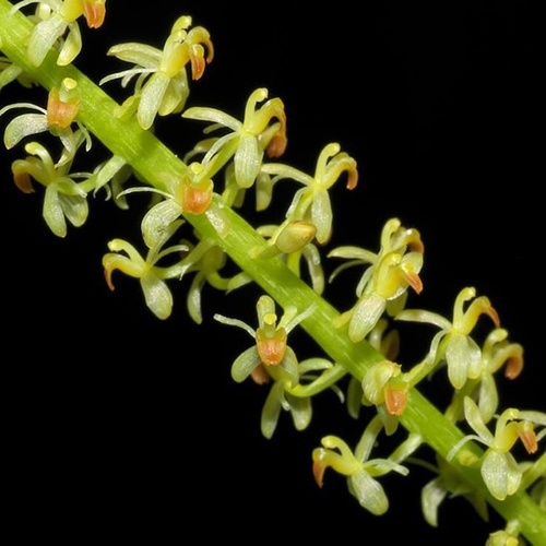 Liparis condylobulbon