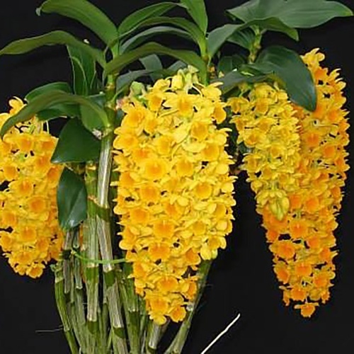 Dendrobium densiflorum