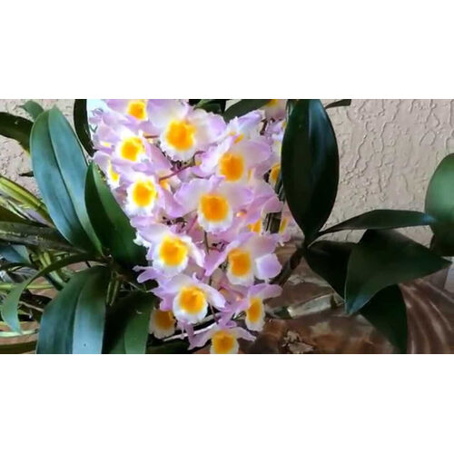 Dendrobium farmeri 'Pink'