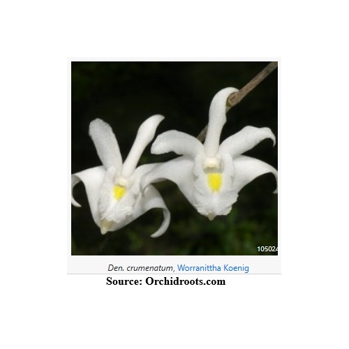 Dendrobium crumenatum