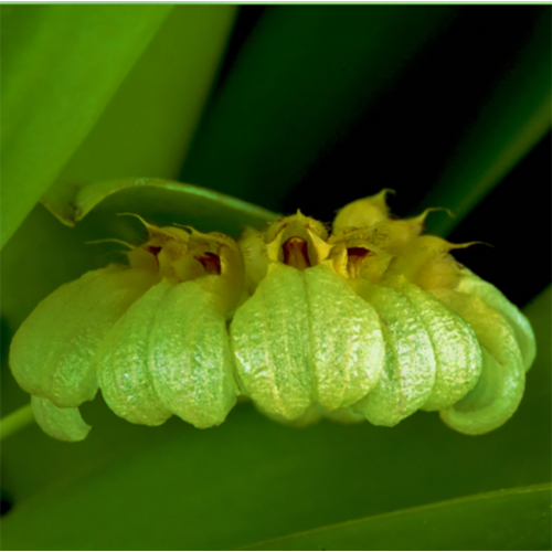 Bulbophyllum roxburghii 'Green'