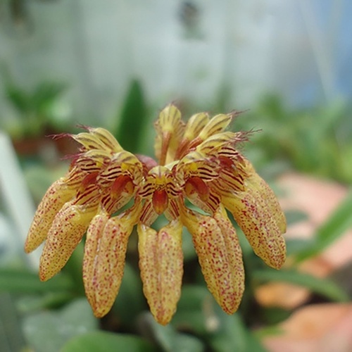 Bulbophyllum roxburghii 'Red'