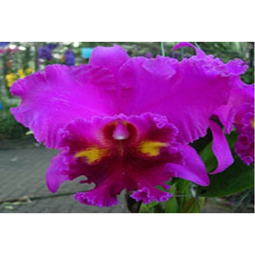 Rhyncholaeliocattleya Lucky Stripe 'Mung Korn'