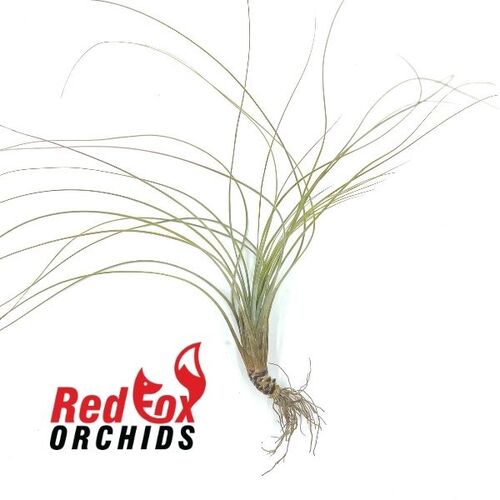 Tillandsia juncea