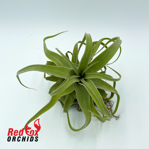 Tillandsia streptophylla 'Giant form'