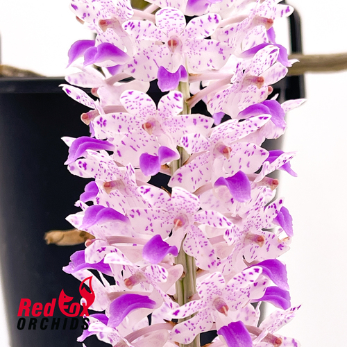 Rhynchostylis retusa