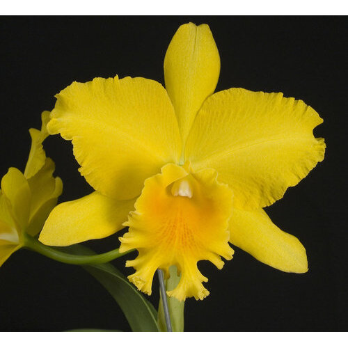 Rhyncholaeliocattleya Haw Yuan Gold 'YK #2'