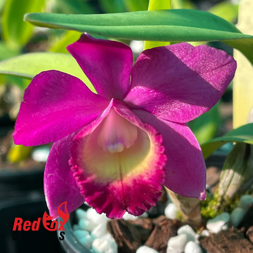 Cattleya Mem. Jerome Schultz 'Bette' x Dal's Good One 'Janelle'