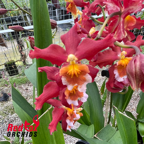 Wilsonara Pacific Panache 'Fire Side Fever'