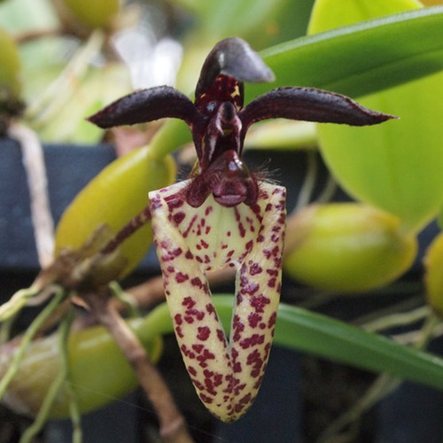 Bulbophyllum lasiochilum 'Dark'