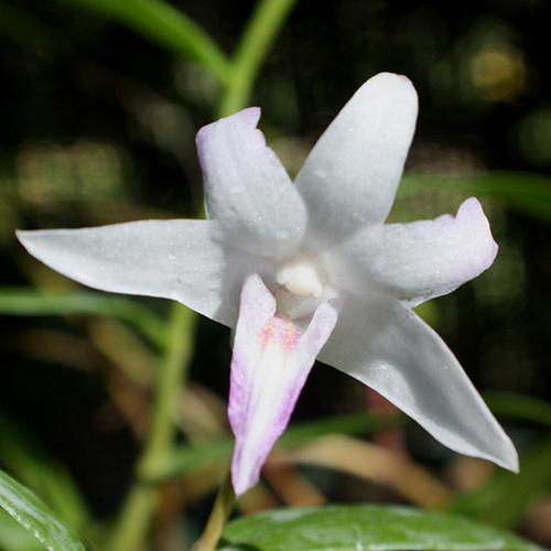 Dendrobium crumenatum x lancifolium