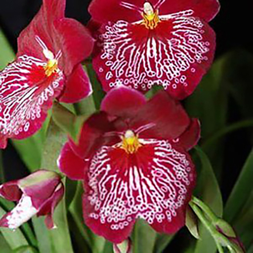 Miltoniopsis Breathless ‘Good Woman’