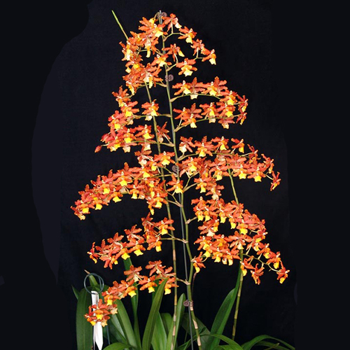 Odontocidium Sunny Daze 'Hilo Bay'