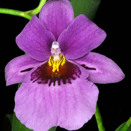 Odontonia Futuresque ‘Gloria’