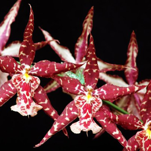 Sanderara Black Star 'Pacific Red Star'