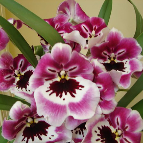 Miltoniopsis Rubenesque 'Brockton'
