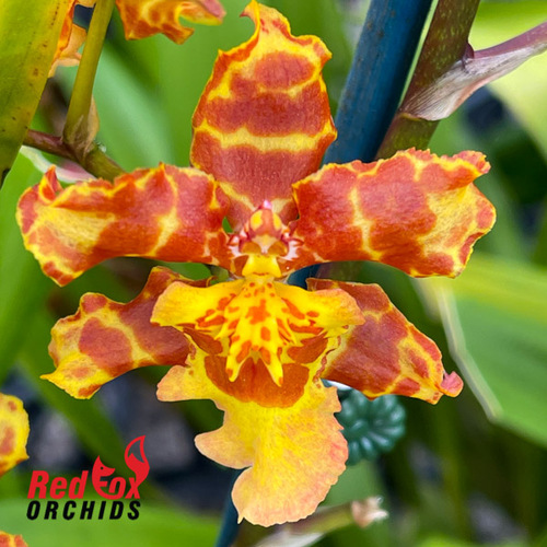 Wilsonara Pacific Passage 'Handsome'