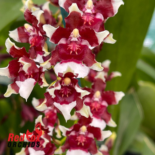 Oncidium Heaven Scent ‘Redolence’