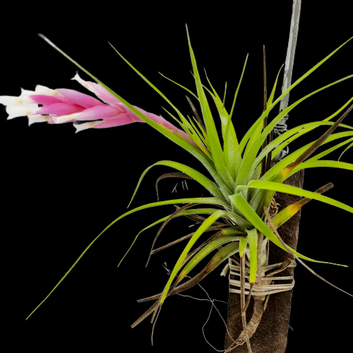 Tillandsia Araujei