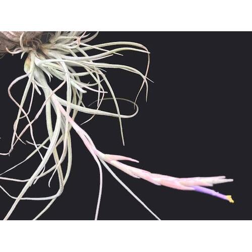 Tillandsia baileyi