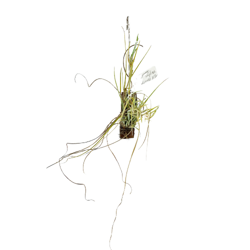Tillandsia baileyi var Halley's Comet