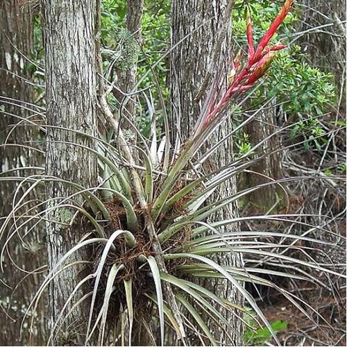 Tillandsia balbisiana