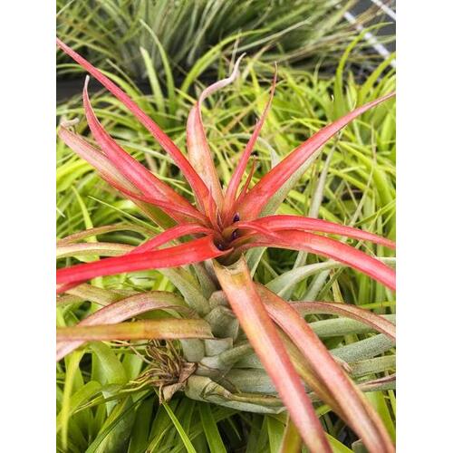 Tillandsia brachycaulos