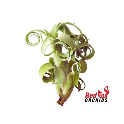 Tillandsia Curly Slim