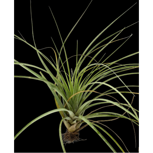 Tillandsia fasciculata estie