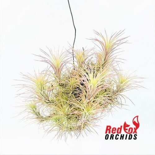 Tillandsia funckiana