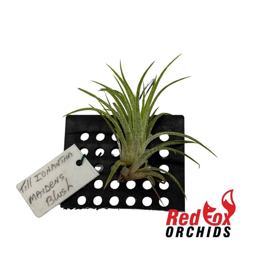 Tillandsia ionantha 'Maidens Blush'