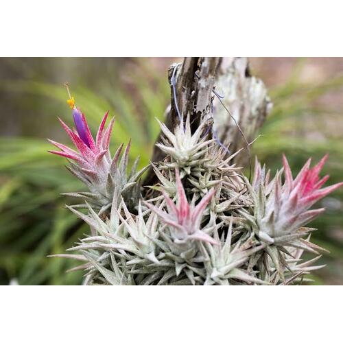 Tillandsia ionantha van Hyningii