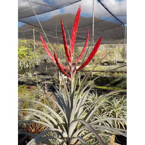 Tillandsia ionantha x baileyi